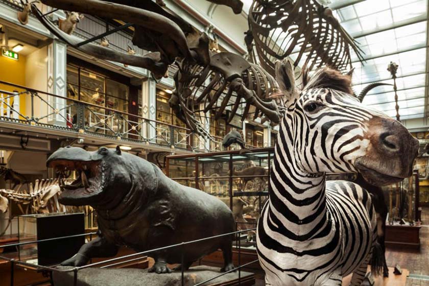 موزه تاریخ طبیعی (Natural History Museum)