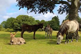 پارک ملی نیوفارست (New Forest National Park)